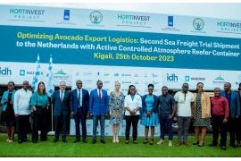 Rwanda launches second wave of avocados freight shipment to Europe