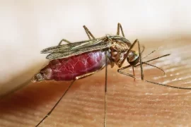 Rwanda Launches New Malaria Treatments as Cases Surge Across the Country