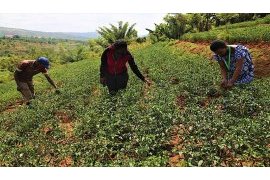 Rwandan chili farmers expect to explore Chinese market at import expo