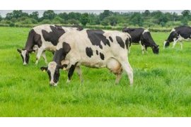 Climate-smart cows could deliver 10-20x more milk in Tanzania