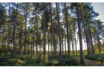 AstraZeneca strengthens support for ecological and community resilience in Rwanda and Ghana