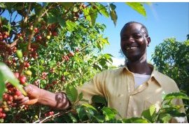 Uganda to host Africa Coffee Summit next month