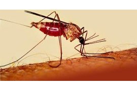 New strategies may reduce treatment failure in malaria by up to 81%