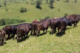 Democratic Republic of Congo: revival of livestock farming on several farms in North Kivu