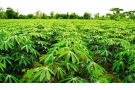 Rwandan cassava seed inspection and certification capacity boosted by LAMP technology donation