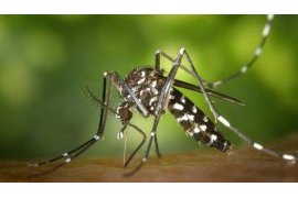 Rwanda Faces Rising Malaria Cases, Urges Action Against Mosquito Breeding