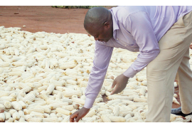 Zimbabwe agrees to sell maize to Rwanda