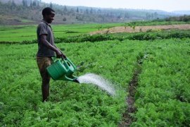 Feeding Rwanda: how small-scale irrigation can help farmers to change the game