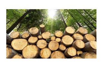 Environmentalists concerned as Kenya lifts six-year logging ban to create jobs