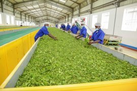 Rwandan Tea Industry: A Catalyst for Economic Transformation