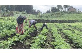 Rwanda's Agricultural Sector Saw Growth in 2024, but Faced Challenges in Irish Potato Farming