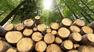 Environmentalists concerned as Kenya lifts six-year logging ban to create jobs