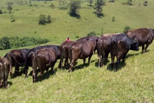 Democratic Republic of Congo: revival of livestock farming on several farms in North Kivu