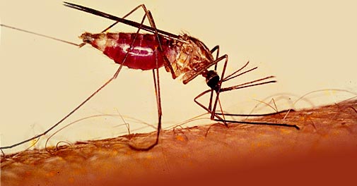 New strategies may reduce treatment failure in malaria by up to 81%