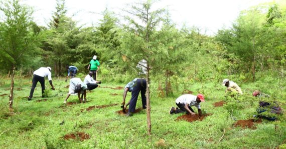 Kenya declares surprise public holiday in campaign to plant 15 billion trees