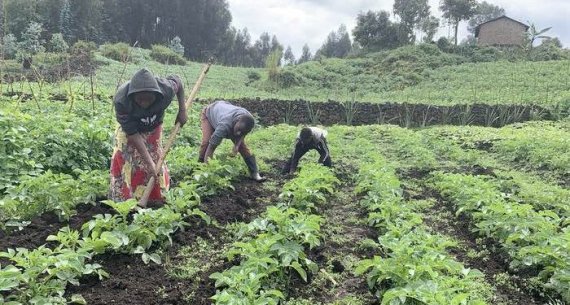 Rwanda's Agricultural Sector Saw Growth in 2024, but Faced Challenges in Irish Potato Farming