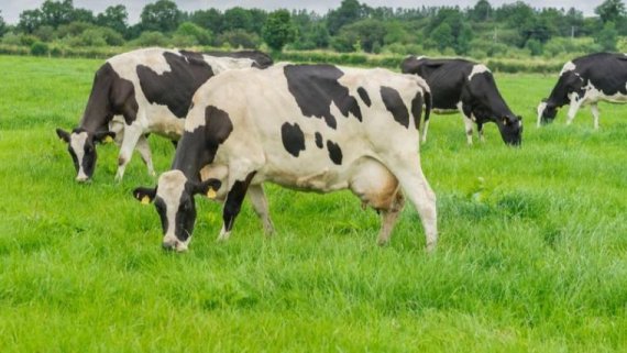 Climate-smart cows could deliver 10-20x more milk in Tanzania