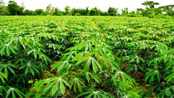 Rwandan cassava seed inspection and certification capacity boosted by LAMP technology donation