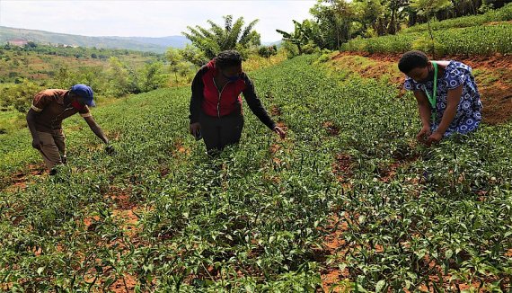 Rwandan chili farmers expect to explore Chinese market at import expo