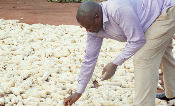 Zimbabwe agrees to sell maize to Rwanda