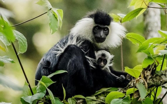 Nyungwe National Park inscribed on UNESCO World Heritage List