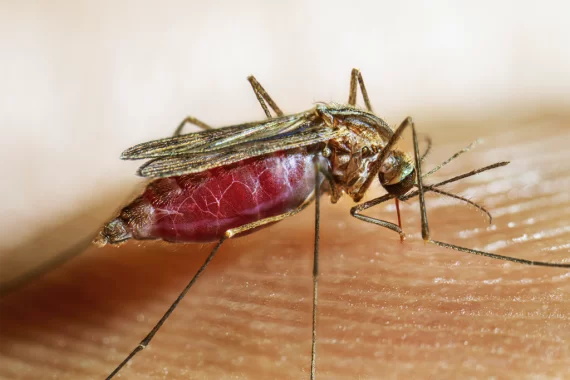 Rwanda Launches New Malaria Treatments as Cases Surge Across the Country
